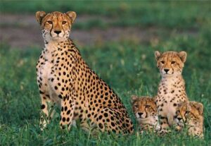 Cheetah cubs